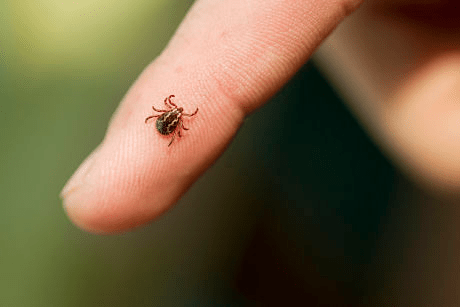 Image of tick