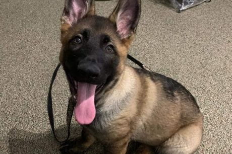 Waverly K-9 Wyatt.