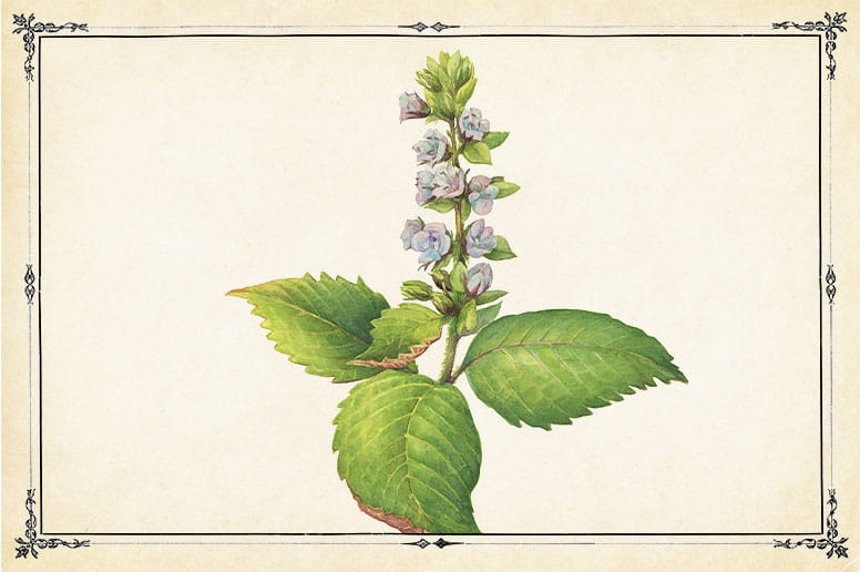 A vintage illustration of mint flowers.